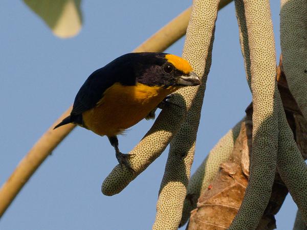 Dikbekorganist (Euphonia laniirostris)